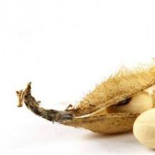 Sojabohnen nutzen und schaden den wohltuenden Eigenschaften der Sojapflanze