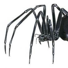 Rüya yorumu: Neden bir örümceği hayal ediyorsun?